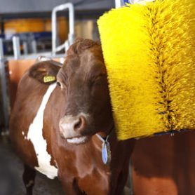 swinging-cow-brush-second-shooting-7434